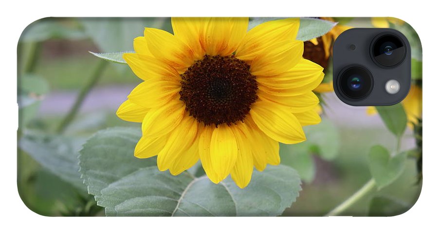 Sunflower Glory - Phone Case - Customizable