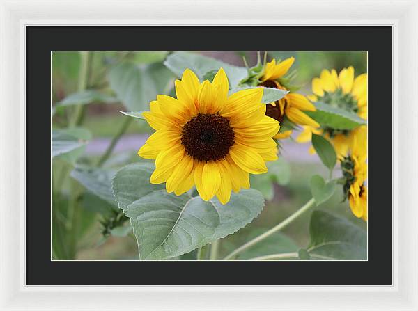 Sunflower Glory - Framed Print - Customizable