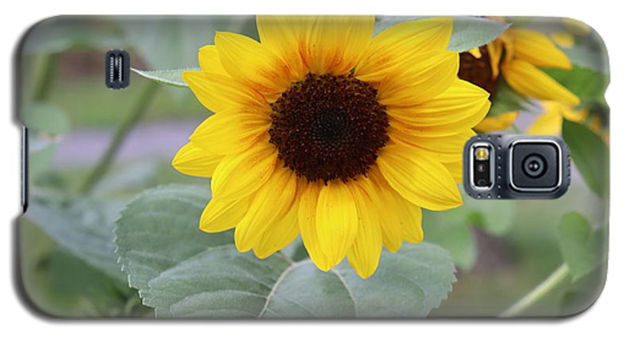 Sunflower Glory - Phone Case - Customizable