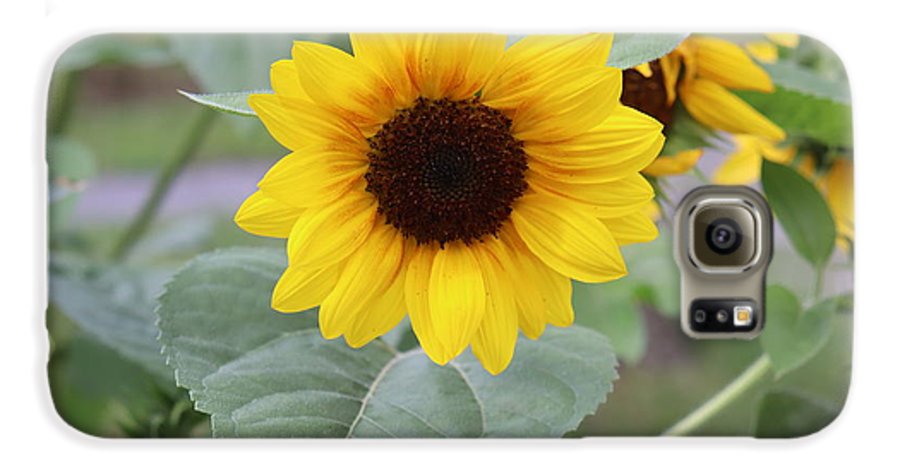 Sunflower Glory - Phone Case - Customizable