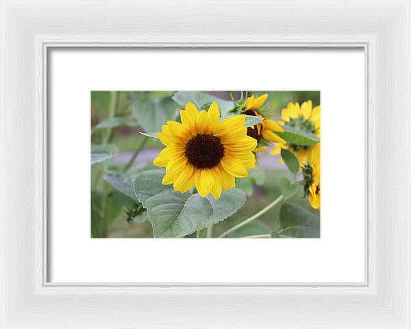 Sunflower Glory - Framed Print - Customizable