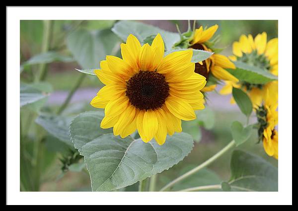 Sunflower Glory - Framed Print - Customizable