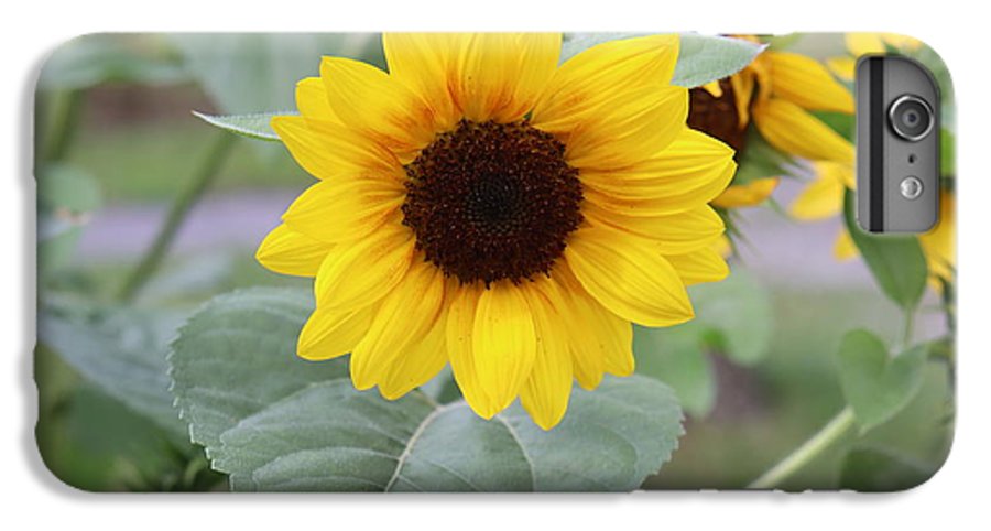 Sunflower Glory - Phone Case - Customizable