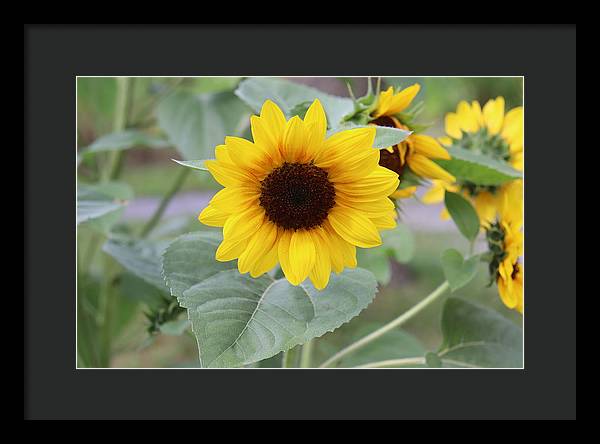 Sunflower Glory - Framed Print - Customizable