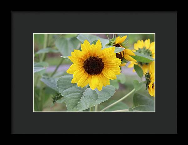 Sunflower Glory - Framed Print - Customizable