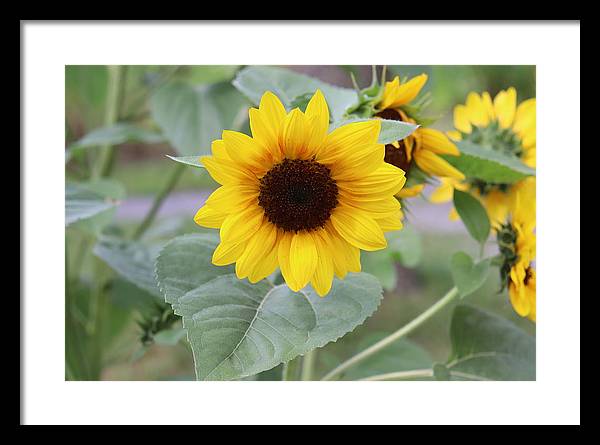 Sunflower Glory - Framed Print - Customizable