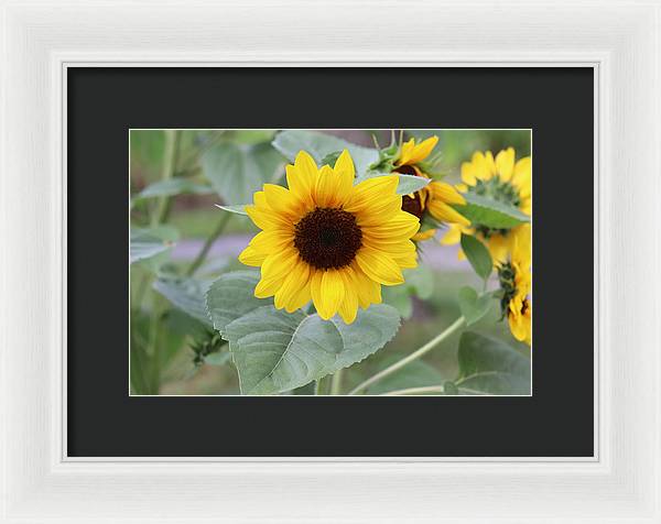 Sunflower Glory - Framed Print - Customizable