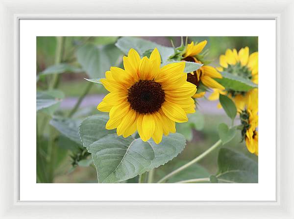 Sunflower Glory - Framed Print - Customizable