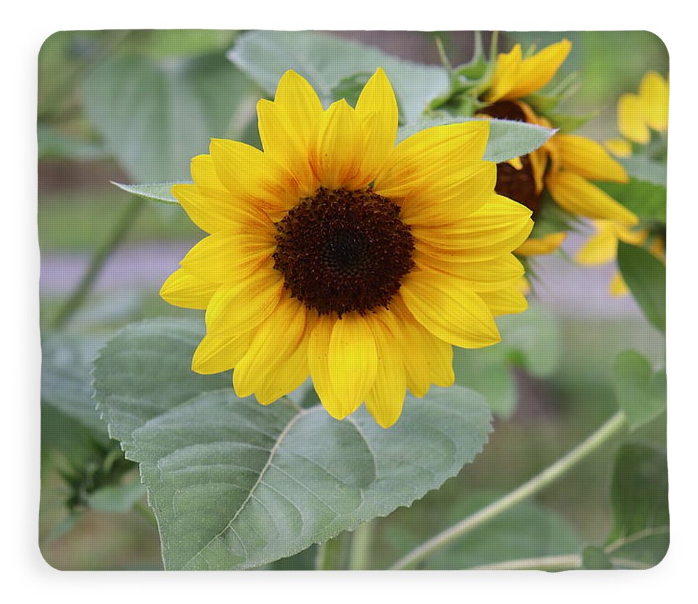 Sunflower Glory - Blanket - Customizable