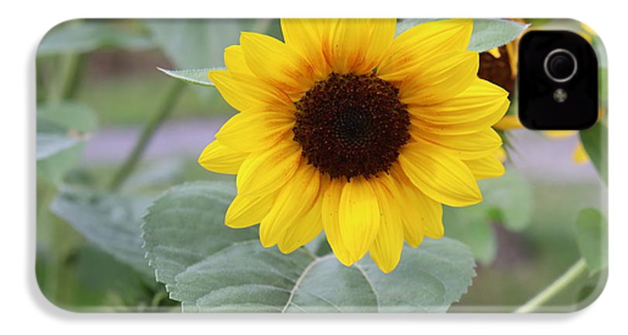 Sunflower Glory - Phone Case - Customizable