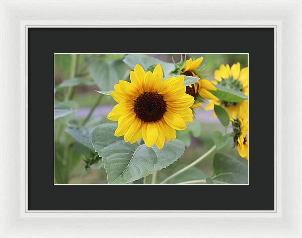 Sunflower Glory - Framed Print - Customizable