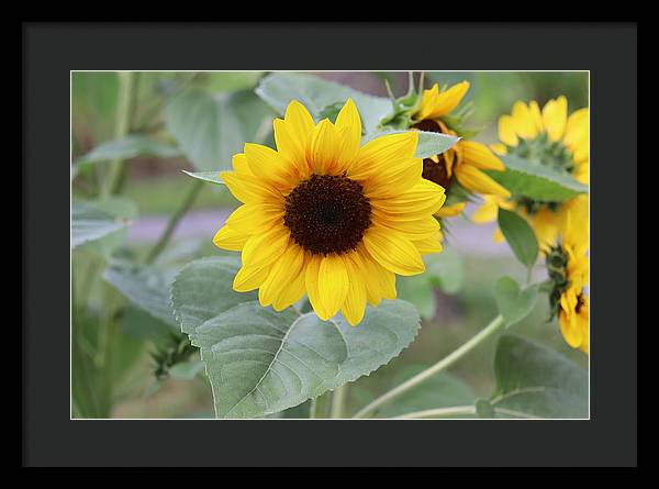 Sunflower Glory - Framed Print - Customizable