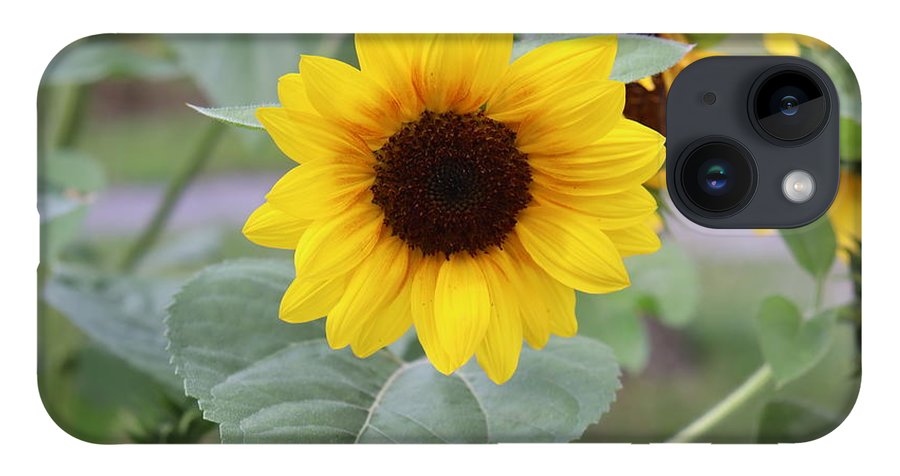 Sunflower Glory - Phone Case - Customizable