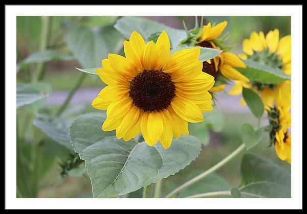 Sunflower Glory - Framed Print - Customizable