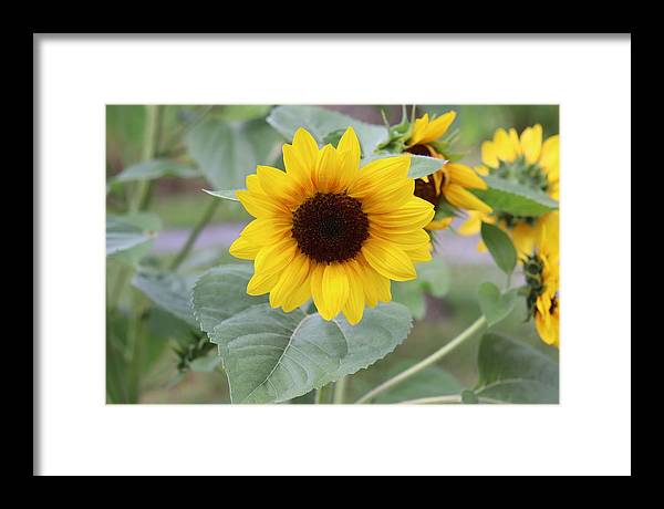 Sunflower Glory - Framed Print - Customizable