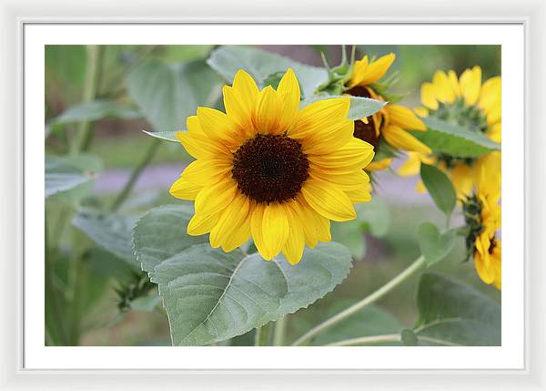 Sunflower Glory - Framed Print - Customizable