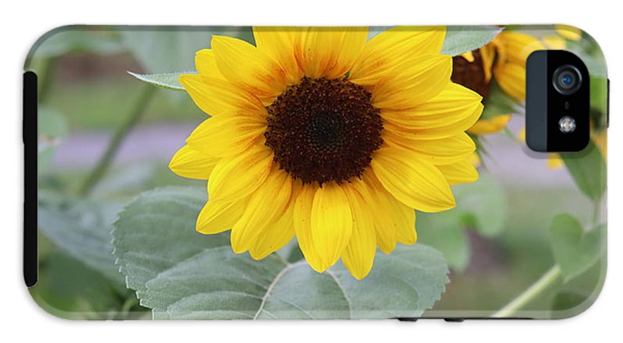 Sunflower Glory - Phone Case - Customizable