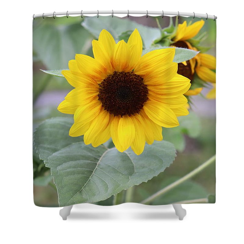 Sunflower Glory - Shower Curtain - Customizable