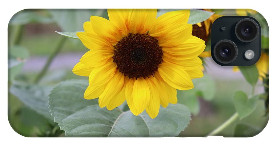 Sunflower Glory - Phone Case - Customizable