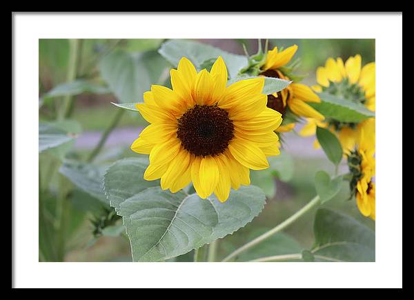 Sunflower Glory - Framed Print - Customizable