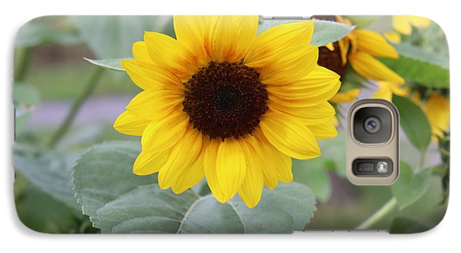 Sunflower Glory - Phone Case - Customizable