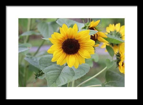 Sunflower Glory - Framed Print - Customizable