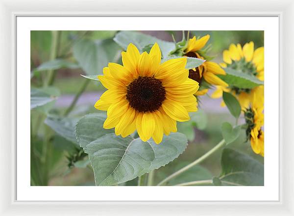 Sunflower Glory - Framed Print - Customizable