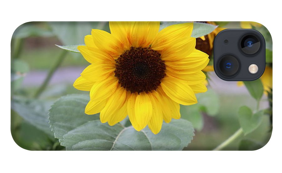 Sunflower Glory - Phone Case - Customizable