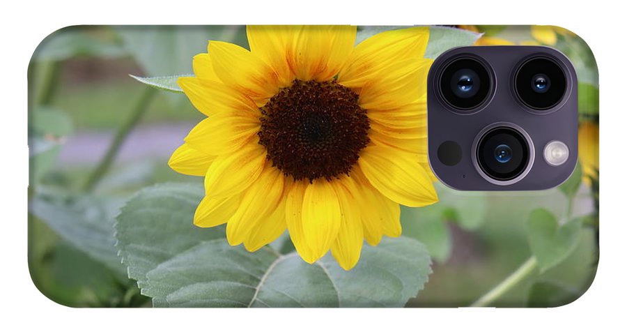 Sunflower Glory - Phone Case - Customizable