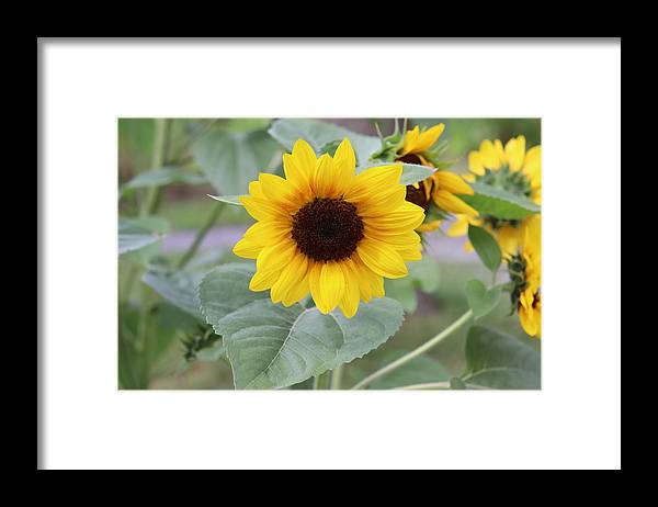 Sunflower Glory - Framed Print - Customizable