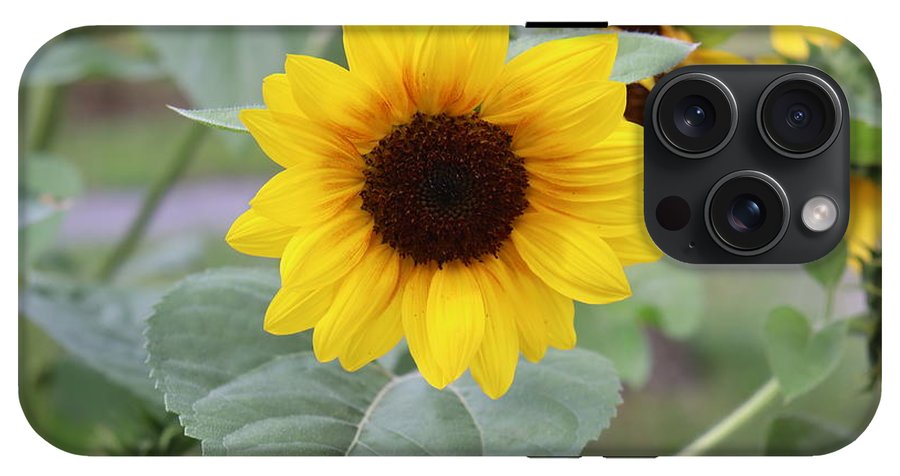 Sunflower Glory - Phone Case - Customizable